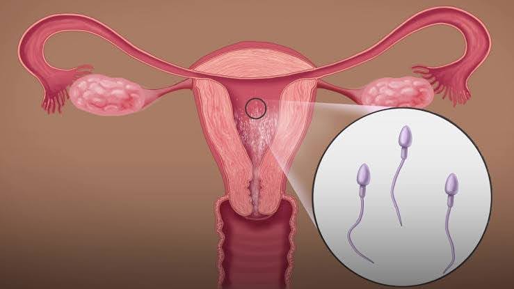 كم مدة حدوث الحمل بعد القذف أثناء العلاقة الزوجية؟